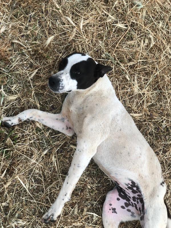 Alice - Un anno (nata indicativamente il 29 Febbraio 2024) - Simil Amstaff/Pointer - Taglia: Media - Carattere: molto affettuosa, buona, giocherellona Foto 2